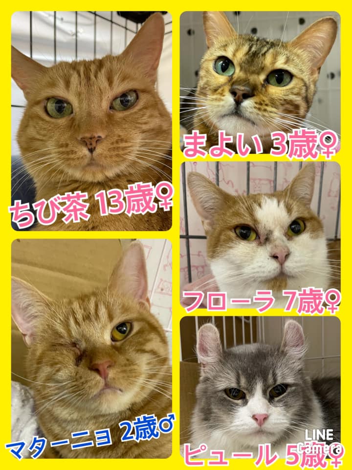 🐾今日の里親様募集中ニャンコ🐱メンバーです🐾2021,3,18